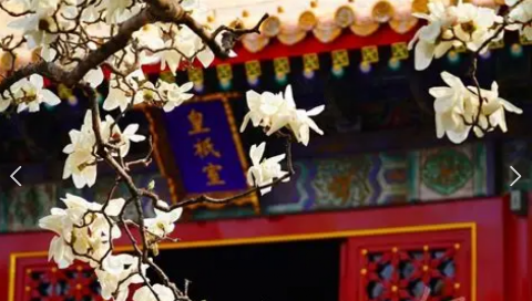 宫墙上花盛开海报